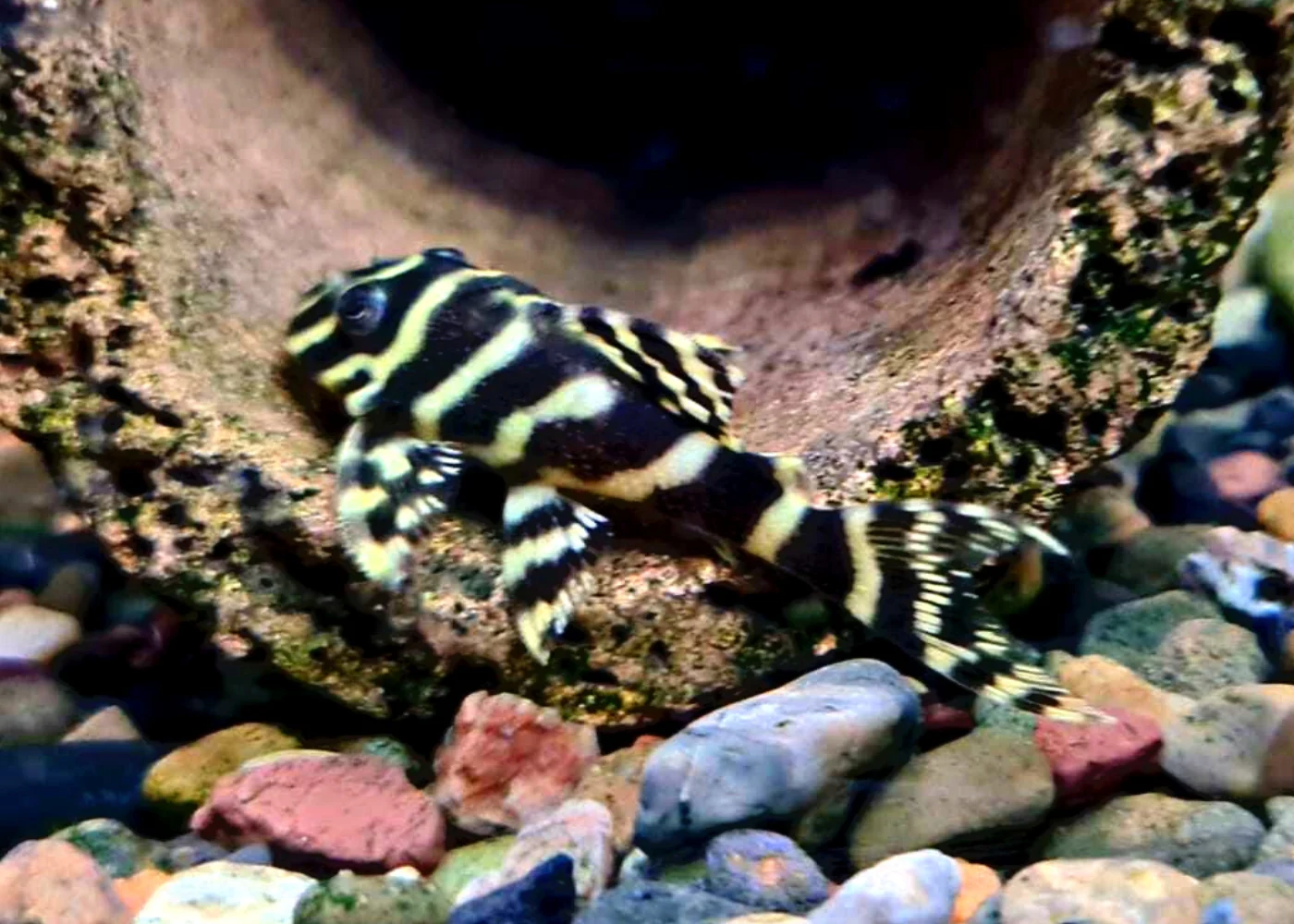 Live Fish