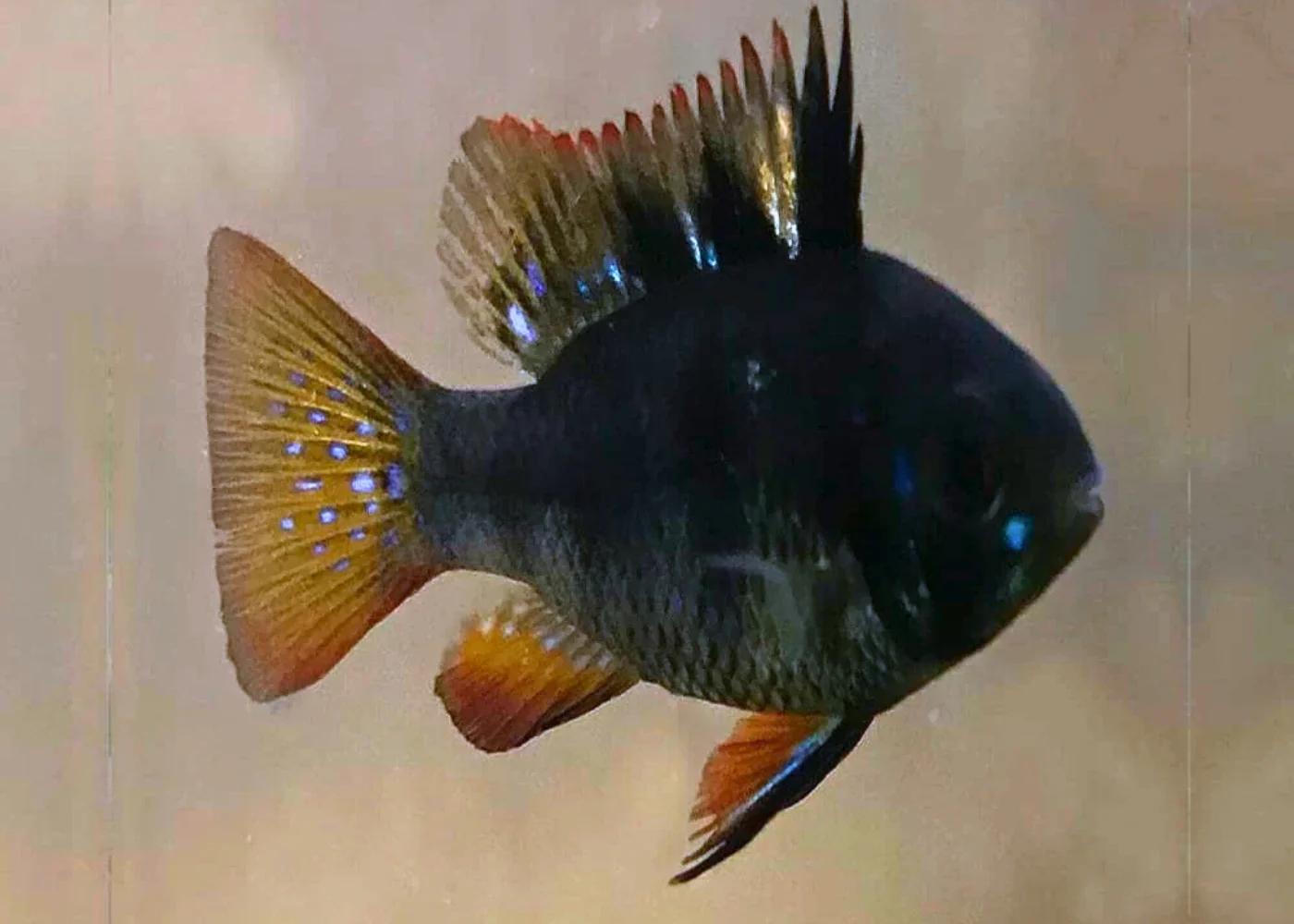 Cichlids